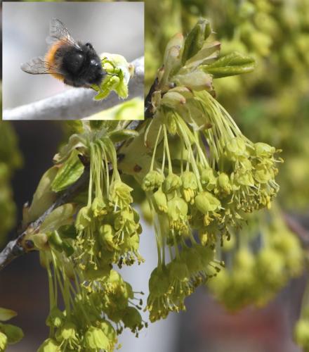 Réf. 249 443 : Osmia cornuta